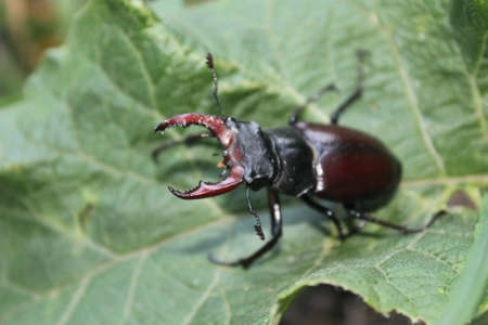 Stagbeetleの写真素材