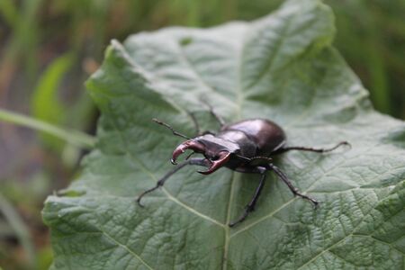 Stagbeetleの写真素材