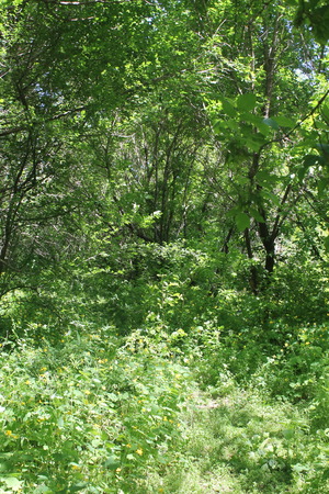 deciduous forestの写真素材