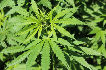 cannabisの写真素材