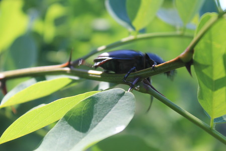 Stag-beetle female