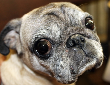 pugの写真素材
