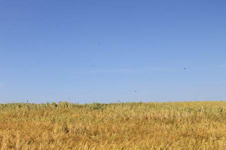Field of wheatの写真素材
