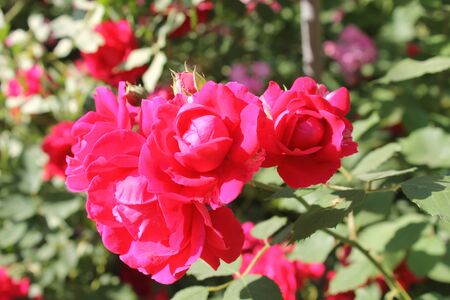 Red rosesの写真素材
