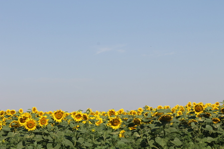 Field of sunflowersの写真素材