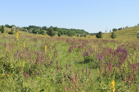 Meadow of wild purple salvia flowersの写真素材