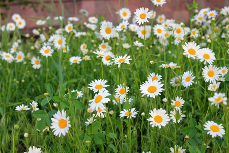 White chamomilesの写真素材