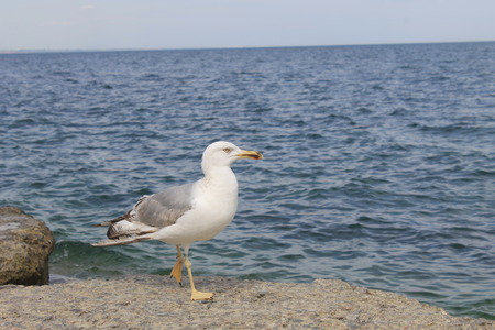 Seagullの写真素材