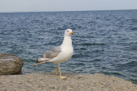 Seagullの写真素材
