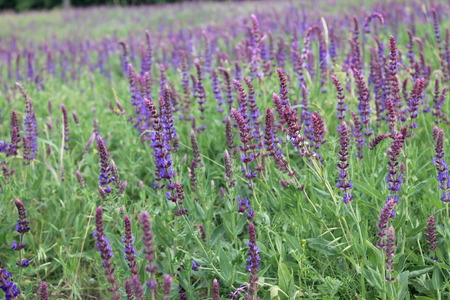 Wild purple salvia flowersの写真素材