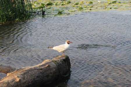 Seagull on the log