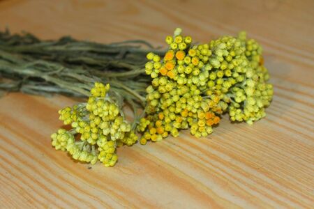 Helichrysum arenarium on the tableの写真素材