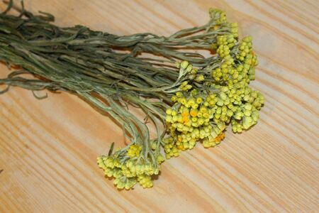 Helichrysum arenarium on the tableの写真素材