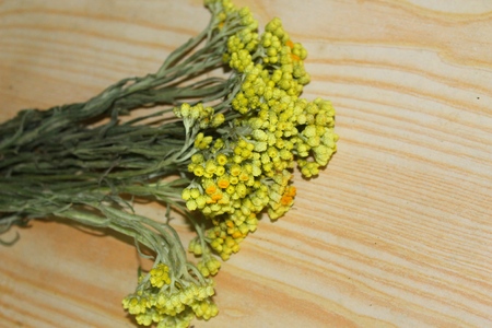 Helichrysum arenarium on the tableの写真素材