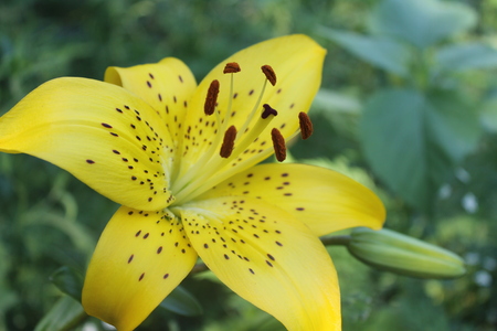 Yellow lilyの写真素材