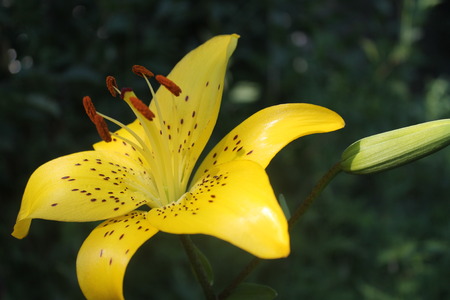 Yellow lilyの写真素材