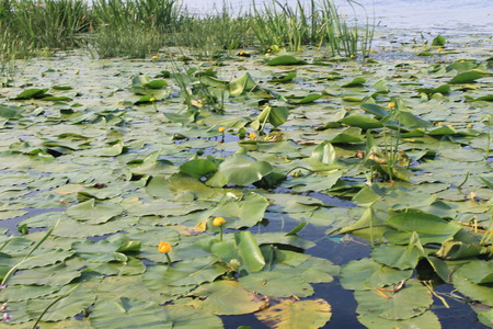 Yellow water flowers  Nuphar Luteaの写真素材