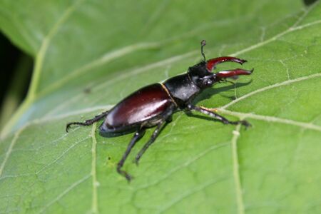 Stag-beetleの写真素材