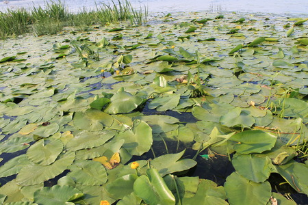 Yellow water flowers  Nuphar Luteaの写真素材