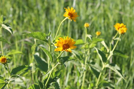 Yellow flowersの写真素材