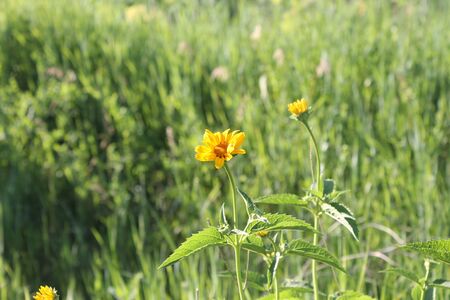 Yellow flowersの写真素材