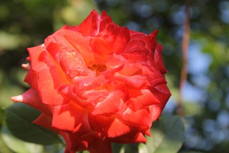 Bright roseの写真素材