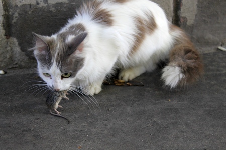 Cat and mouseの写真素材