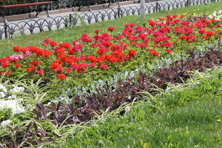 Flowerbed with red flowersの写真素材