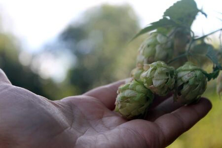 Hop cones in hand