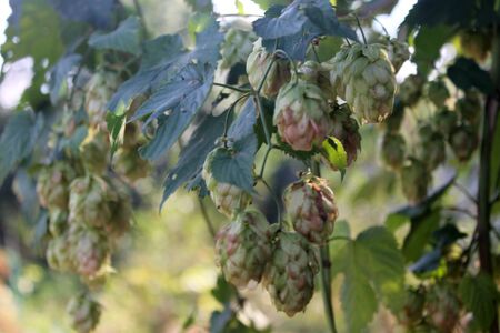 hop cones