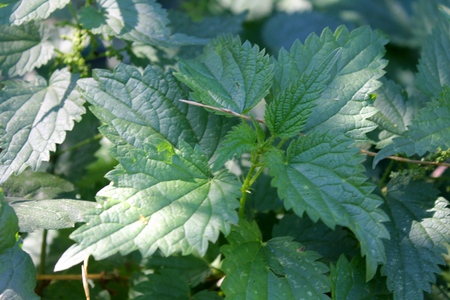 Green nettleの写真素材
