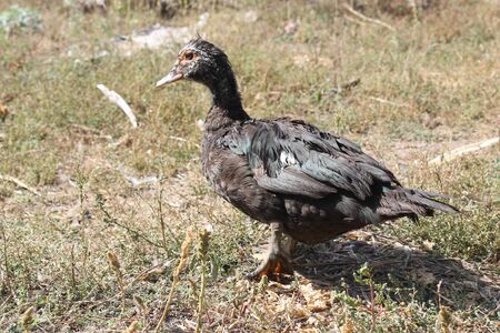 female duckの写真素材
