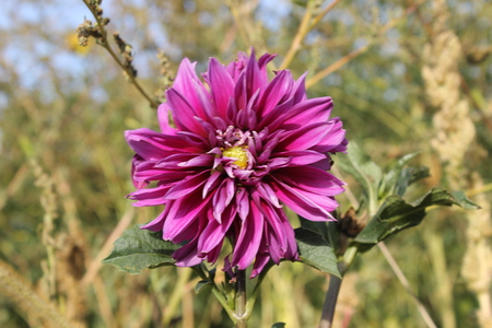 Purple dahliaの写真素材