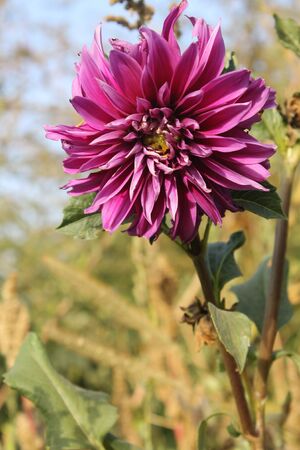 Purple dahliaの写真素材