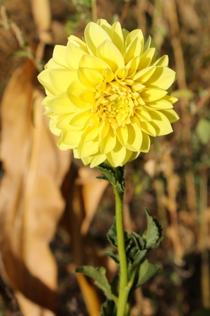 Yellow dahliaの写真素材