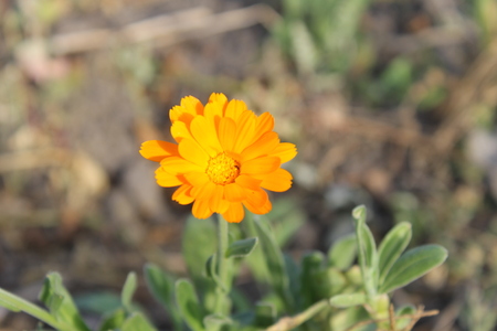 calendulaの写真素材