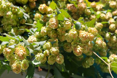 hop cones