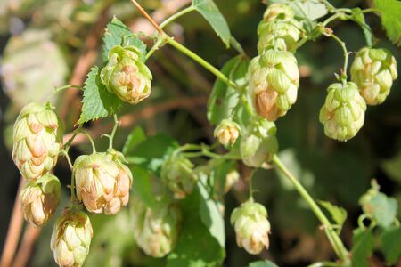 hop conesの写真素材