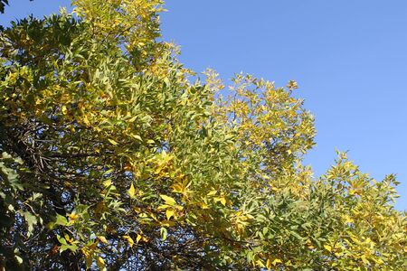 autumn treeの写真素材