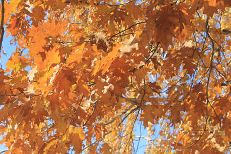 autumn leaves