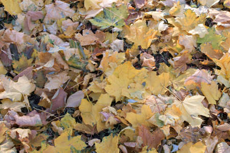 autumn leaves backgroundの写真素材
