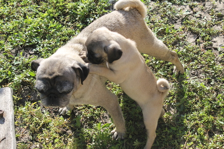 Pug dog with puppyの写真素材