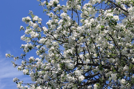 blossoming apple treeの写真素材