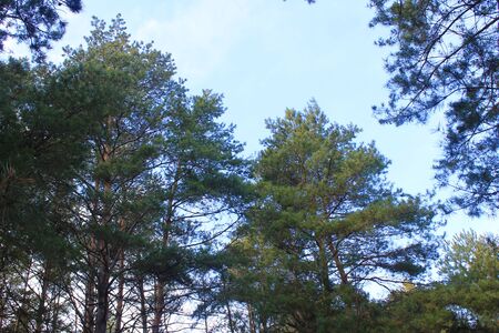 conifeus forestの写真素材