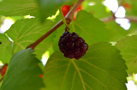mulberry on a tree