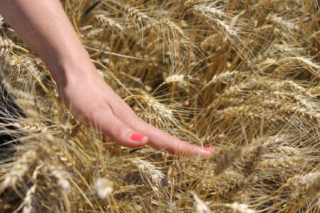 Woman hand touching wheatの写真素材