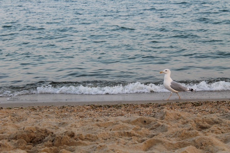 Seagull on the sea beachの写真素材