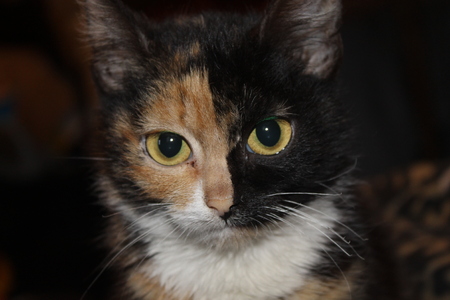 Three colored catの写真素材