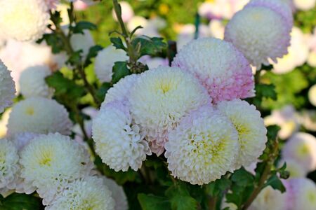 Pink-white chrysanthemumsの写真素材