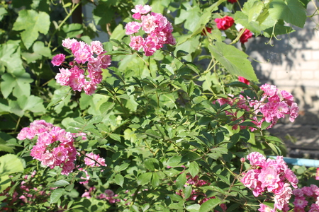 pink rosesの写真素材